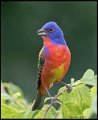_7SB3996 painted bunting